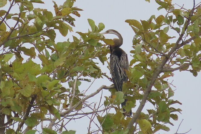 Phnom Penh Birding Experience and Brunch - Who Is This Tour For?