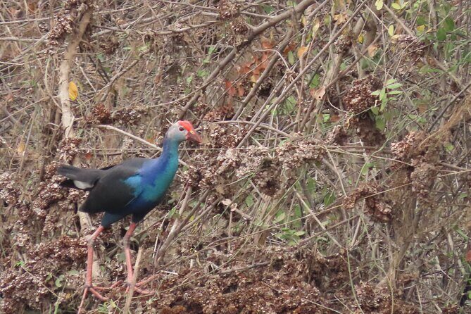 Phnom Penh Birding Experience and Brunch - Frequently Asked Questions