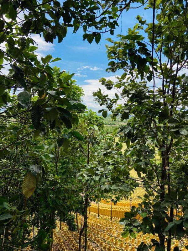 Phnom Penh: Buddha Kiri and Phnom Tamao Zoo Private Day Trip - The Day Unfolds: Itinerary Breakdown
