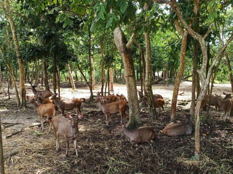 Phnom Penh: Buddha Kiri and Phnom Tamao Zoo Private Day Trip - What Travelers Say