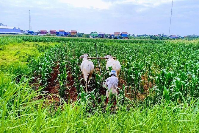Phnom Penh Countryside Cycle Tour - Authenticity, Comfort, and Group Size