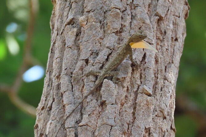 Phnom Penh & Kirirom National Park Birds Tour - Day 1: From Phnom Penh to Lotus Fields and Wetlands