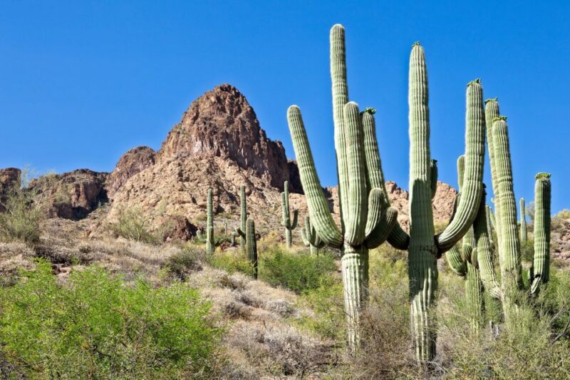 Phoenix/Scottsdale: Apache Trail Tour & Canyon Lake Cruise - Who Will Appreciate This Experience?