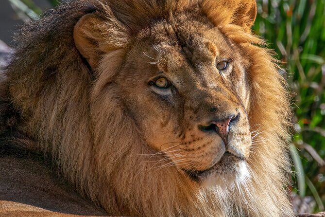 Phoenix Zoo Admission Ticket - FAQ: Your Questions Answered