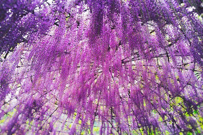 Photogenic Kawachi Wisterias Garden Day Bus Tour from Fukuoka - Key Points