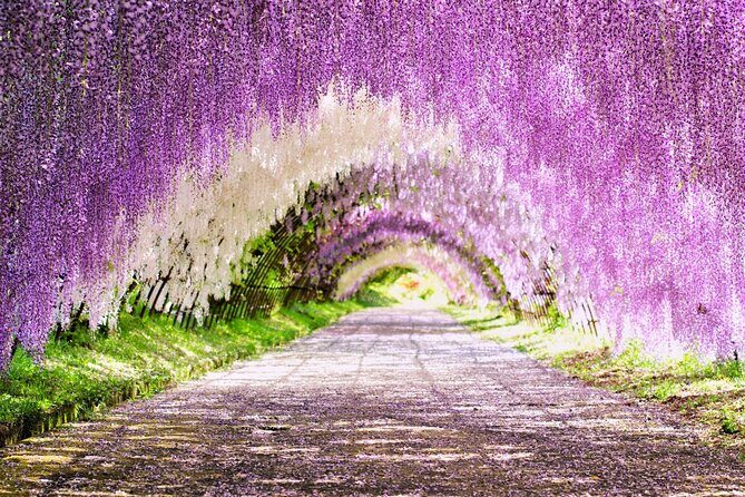 Photogenic Kawachi Wisterias Garden Day Bus Tour from Fukuoka - Exploring the Itinerary in Detail