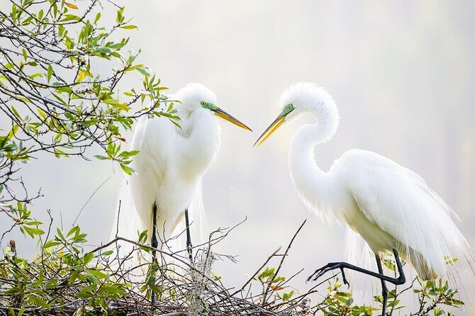 Photograph low country wildlife with a professional photographer - An In-Depth Look at the Experience