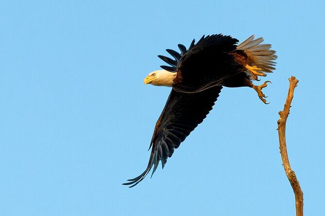 Photograph low country wildlife with a professional photographer - Final Thoughts