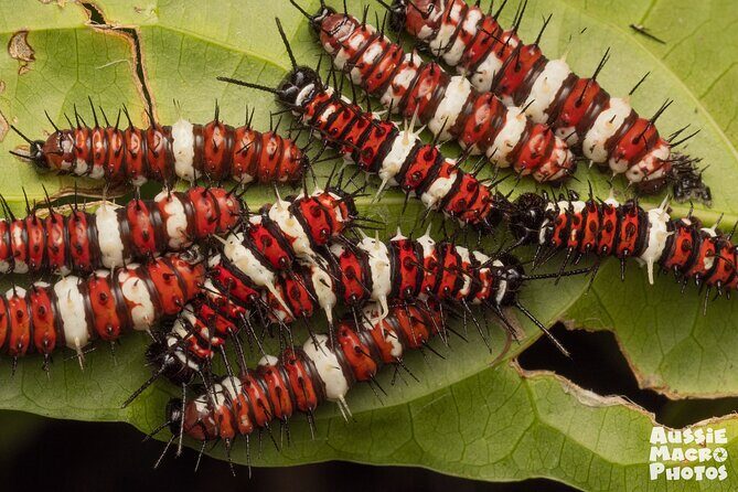 Photography and Nature in Cairns Botanic Gardens Let's Go Buggin - Pricing and Value