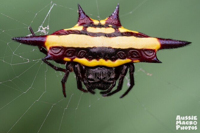 Photography and Nature in Cairns Botanic Gardens Let's Go Buggin - Final Thoughts: Is This Tour for You?