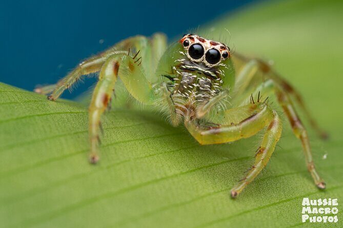 Photography and Nature in Cairns Botanic Gardens Let's Go Buggin - FAQs
