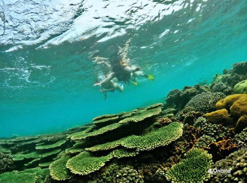 Phu Quoc Small-group Snorkeling to the Coral Jungle Reef - The Sum Up