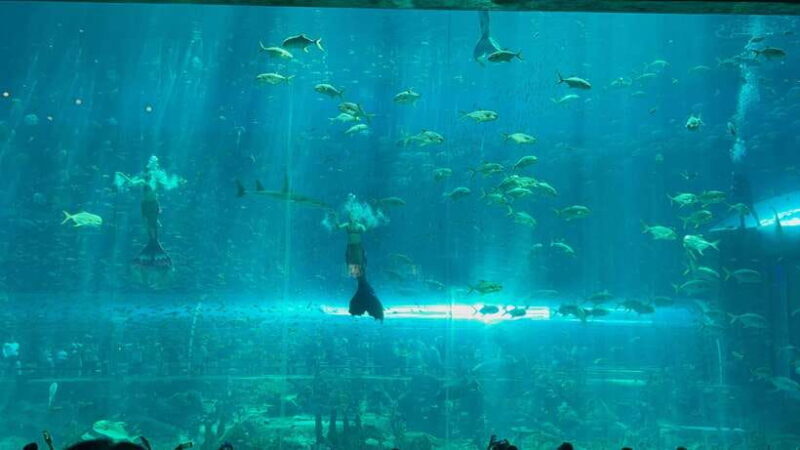 Phu Quoc VinWonders Theme Park And Safari Wildlife Tour - Key Points