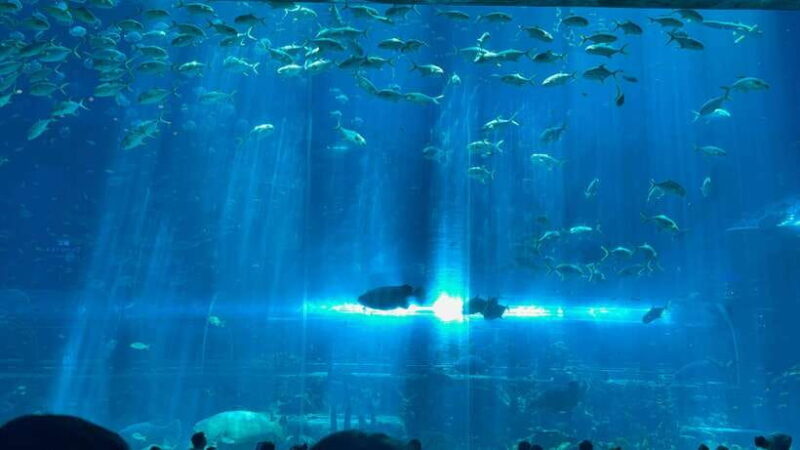 Phu Quoc VinWonders Theme Park And Safari Wildlife Tour - The Sum Up