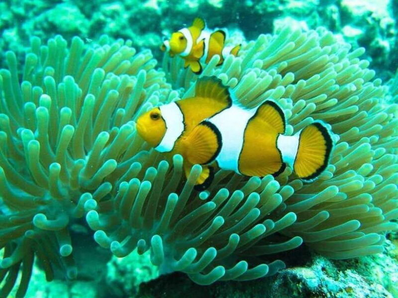 Phuket: 3 Khai Islands Snorkeling and Relaxation Tour - The Itinerary in Detail