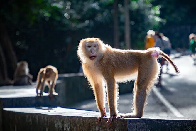 Phuket Amazing Sunset :Phromthep Cape,Chillva Market,Monkey Hills - The Sum Up