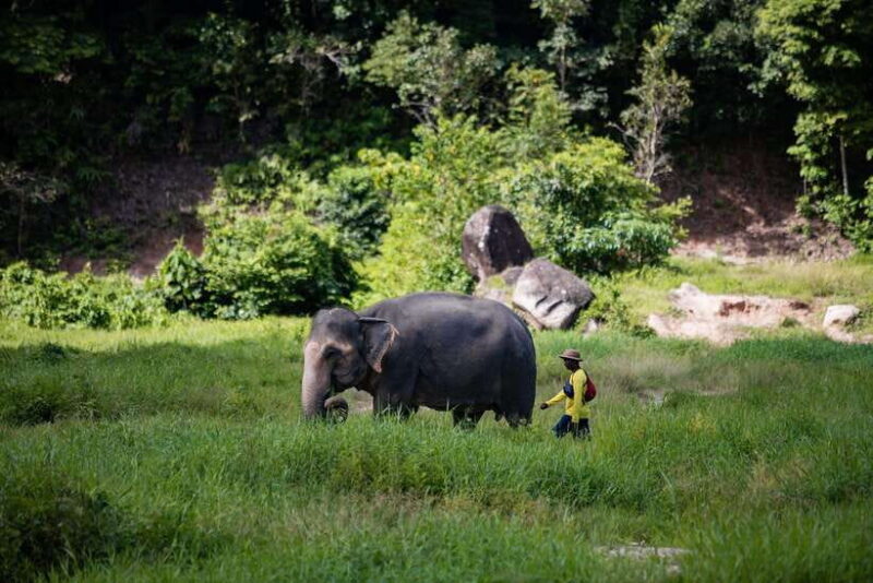 Phuket: Bukit Elephant Park Sanctuary Walk and Feed Tour - An Honest Look at the Experience