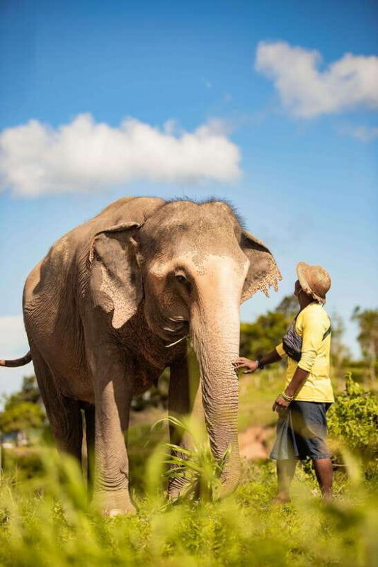 Phuket: Bukit Elephant Park Sanctuary Walk and Feed Tour - What’s Included and What’s Not
