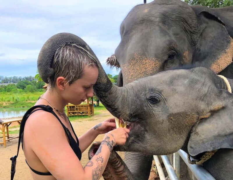 Phuket City Tour with Night Market Visit & Elephant Feeding - A Deep Dive into Phuket’s Best Sights and Experiences