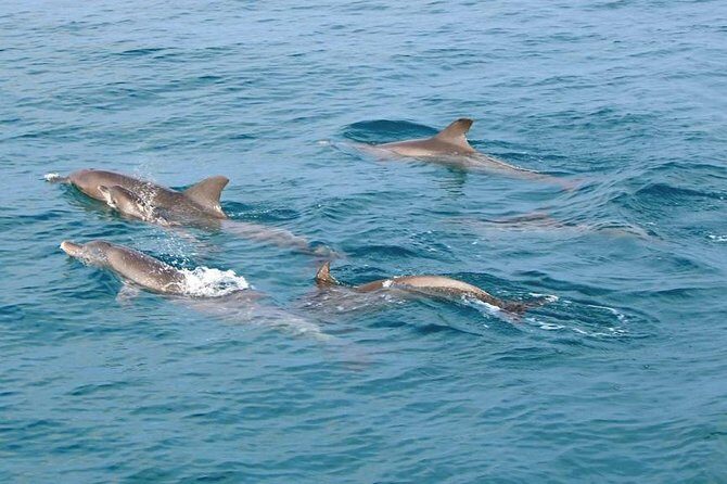 Phuket Dolphin Quest: Racha & Maiton Island Expedition - What Makes This Tour Stand Out?