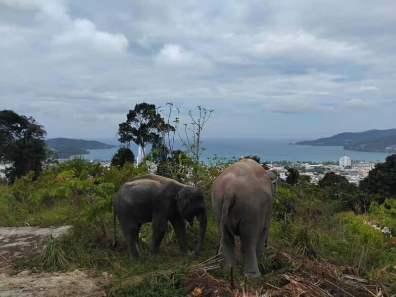 Phuket: Eco Guided Tour at Elephant Sanctuary - The Practicalities: Price, Duration, and Accessibility