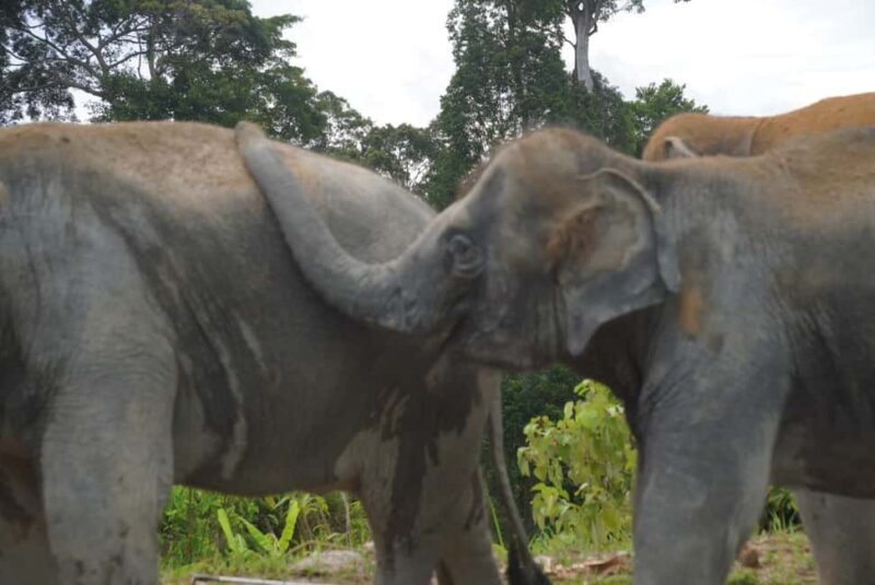 Phuket: Eco Guided Tour at Elephant Sanctuary - What the Reviews Say