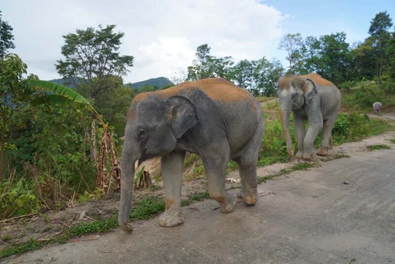 Phuket: Eco Guided Tour at Elephant Sanctuary - Why This Tour Matters