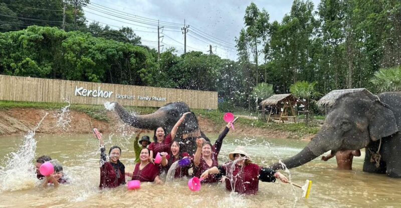 Phuket: Elephant Experience with Lunch or Dinner and Pickup - Introduction: A Genuine Elephant Encounter in Phuket