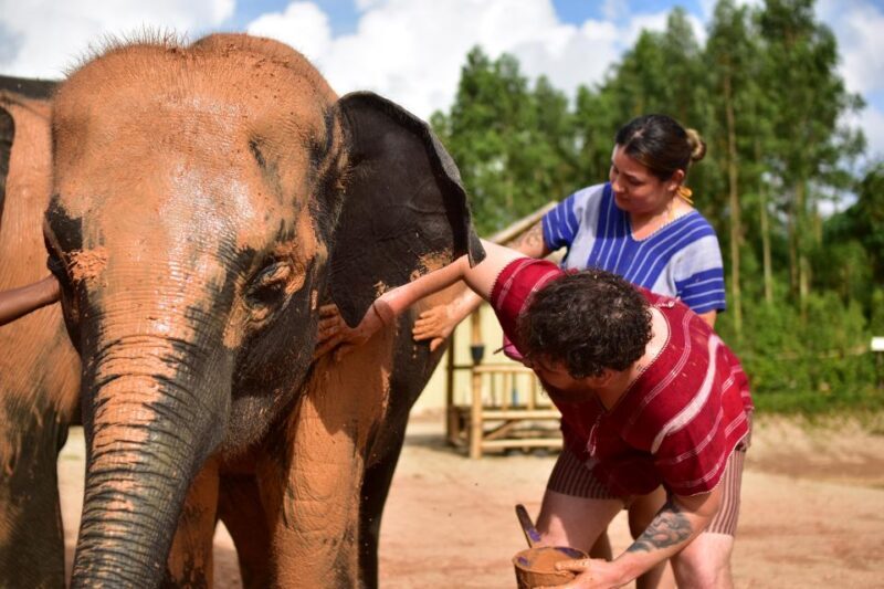 Phuket: Elephant Experience with Lunch or Dinner and Pickup - The Sum Up: Who Will Love This Experience?