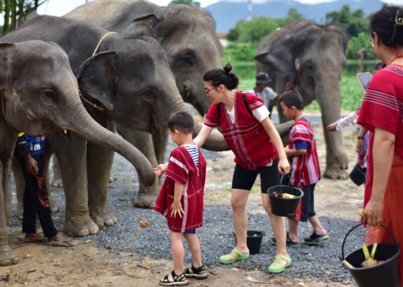 Phuket: Elephant Experience with Lunch or Dinner and Pickup - FAQ