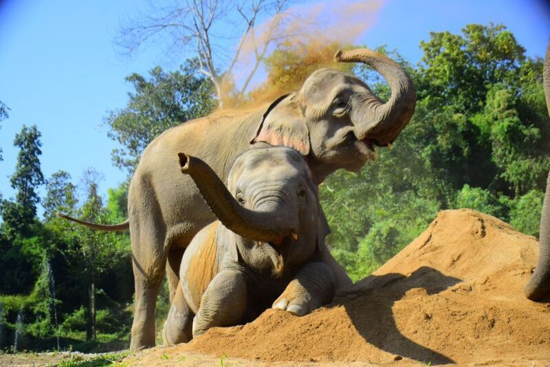 Phuket: Elephant Feeding Program - The Itinerary and How It Unfolds