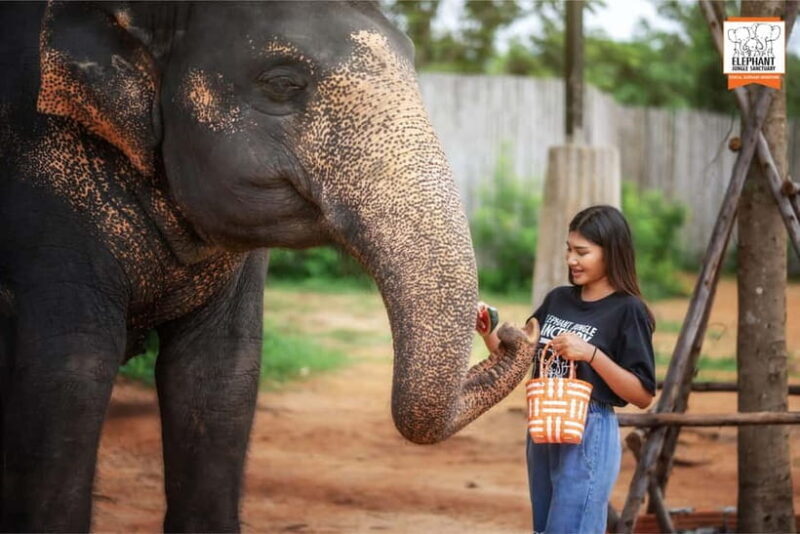 Phuket: Elephant Jungle Sanctuary Ethical Feeding Experience - Who Should Consider This Tour?