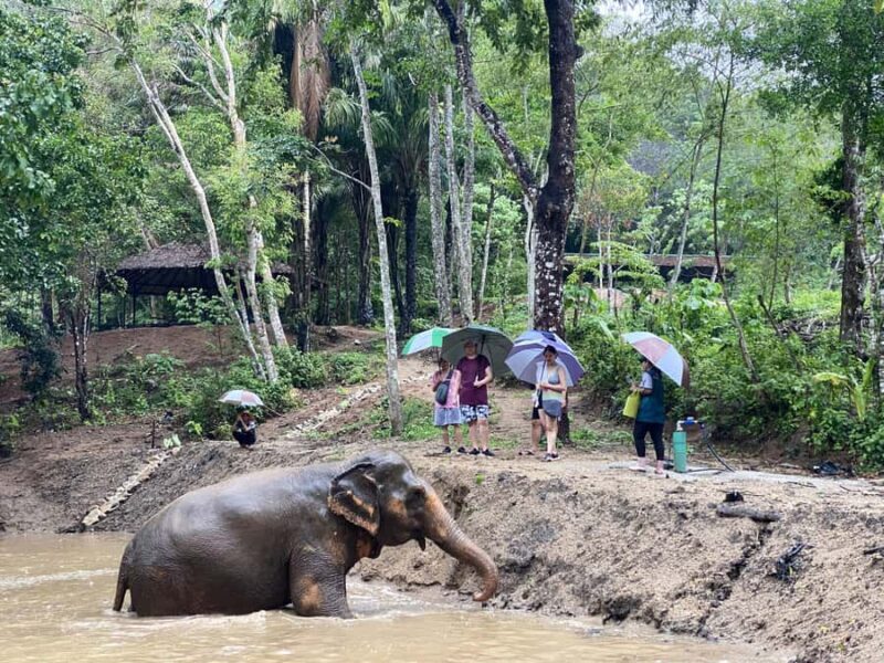 Phuket: Elephant Nature Reserve Entry Ticket and Guided Tour - Key Points