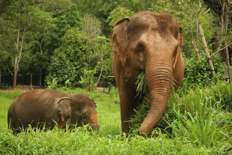 Phuket: Elephant Nature Reserve Entry Ticket and Guided Tour - The Experience in Detail