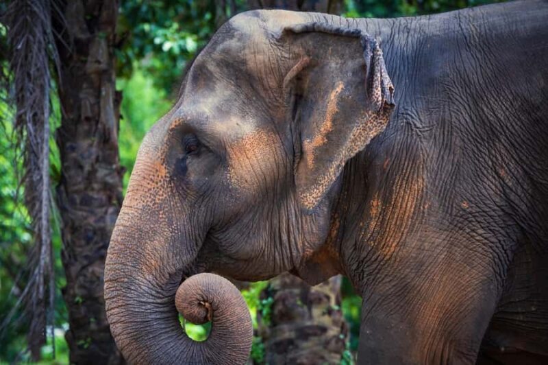 Phuket: Elephant Nature Reserve Entry Ticket and Guided Tour - FAQ