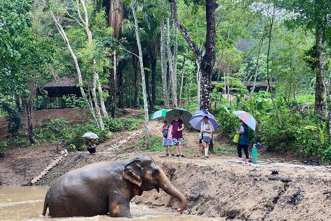 Phuket Elephant Nature Reserve Ethical Sanctuary - An Honest Look at Phuket Elephant Nature Reserve