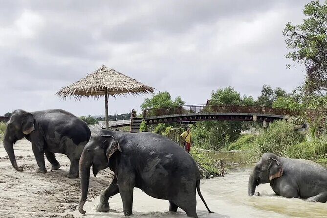Phuket: Elephant Nature Walk - Guided Tour with Transport - Final thoughts