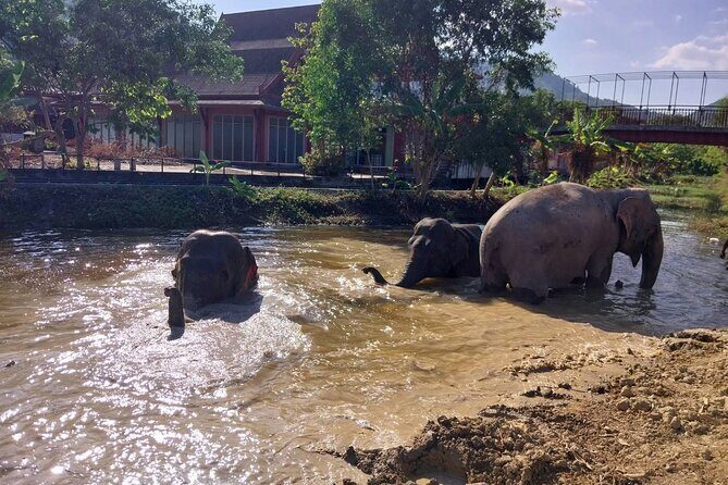 Phuket: Elephant Nature Walk - Guided Tour with Transport - FAQ