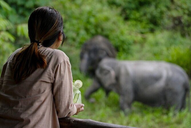 Phuket Elephant Sanctuary Canopy Walkway Tour - An In-Depth Look at the Tour