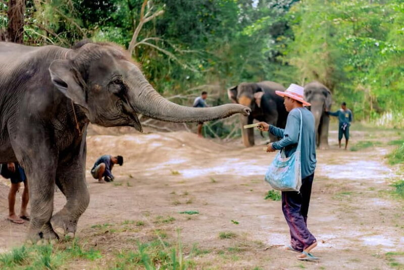 Phuket: Elephant Sanctuary Feed and Bathe Gentle Giants - Key Points