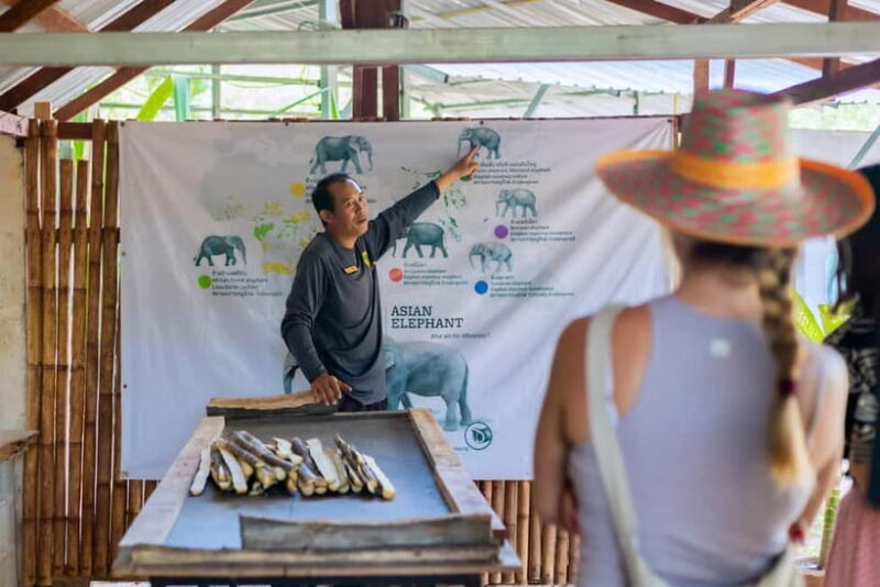 Phuket: Elephant Sanctuary Feed and Bathe Gentle Giants - The Value of the Experience