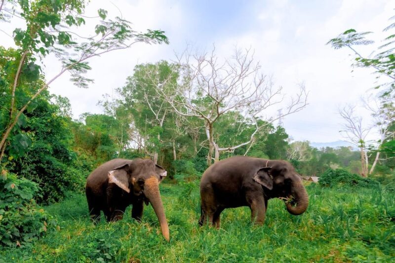 Phuket: Elephant Sanctuary Feed and Bathe Gentle Giants - Who Will Love This Tour?