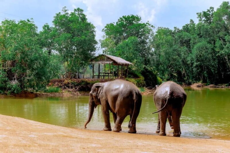 Phuket: Elephant Sanctuary Feed and Bathe Gentle Giants - Final Thoughts