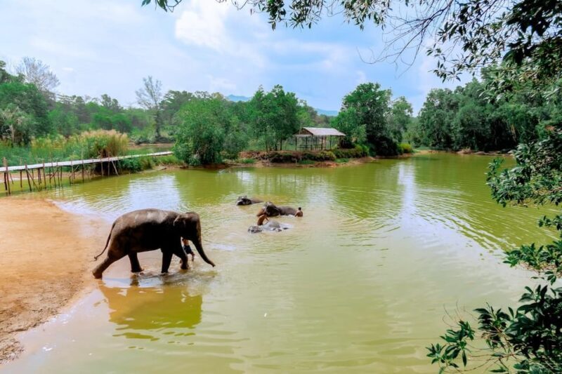 Phuket: Elephant Sanctuary Feed and Bathe Gentle Giants - FAQ