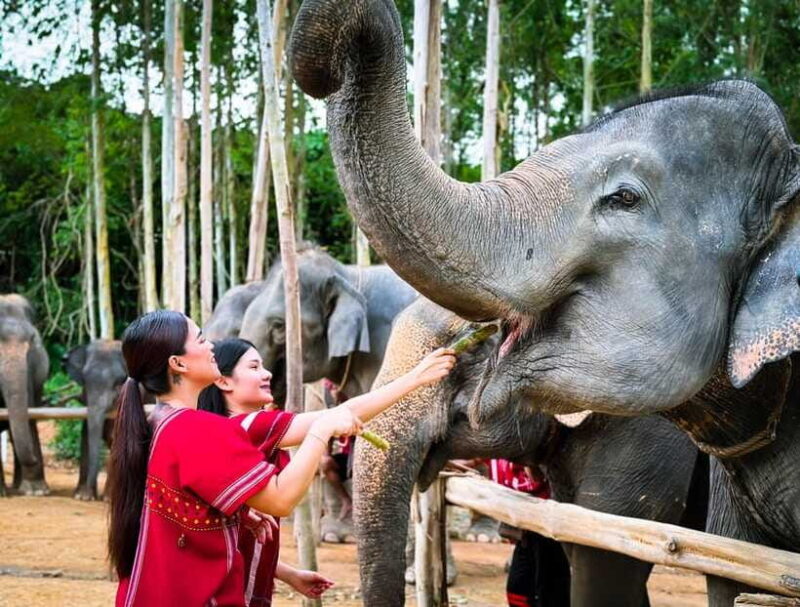 Phuket : Experience feeding and bathing elephants 1.5 Hrs. - Final Thoughts