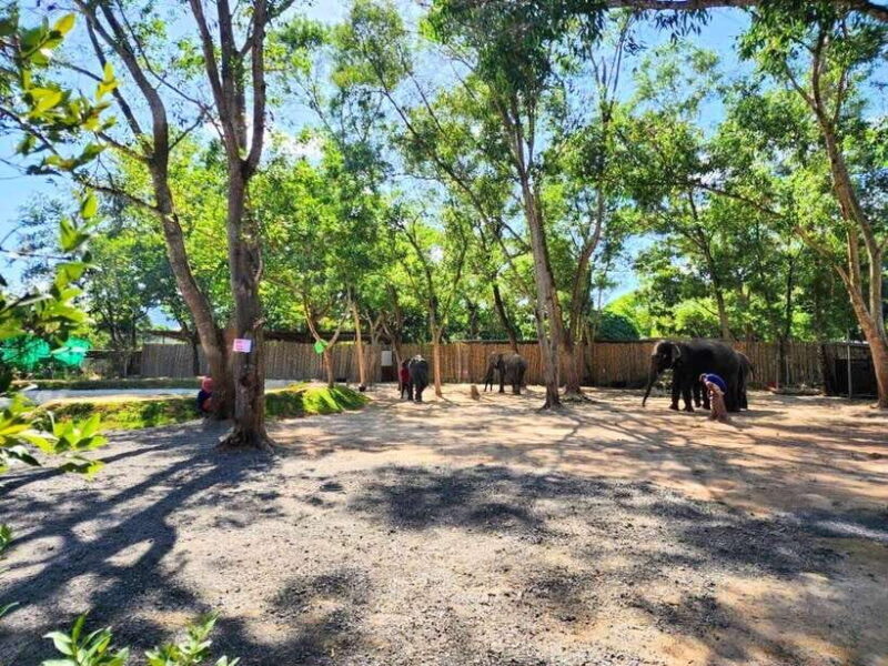 Phuket: Feeding Elephants at Phuket Elephant Care - An Honest Look at the Experience