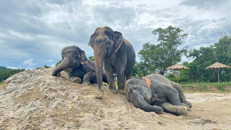 Phuket: Freedom Elephant Reserve - Ethereal Nature Walk - The Experience in Detail