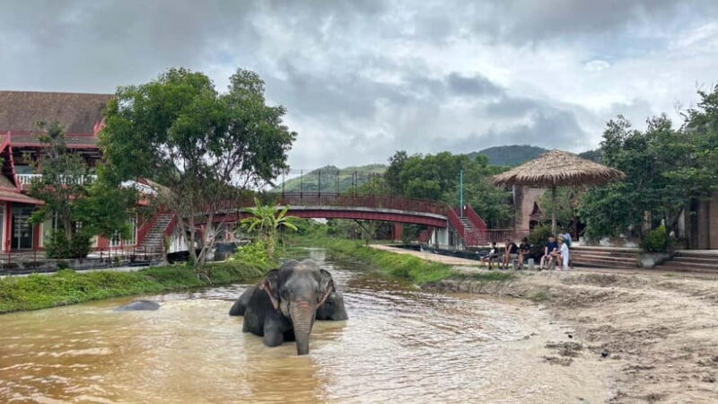 Phuket: Freedom Elephant Reserve - Ethereal Nature Walk - FAQs