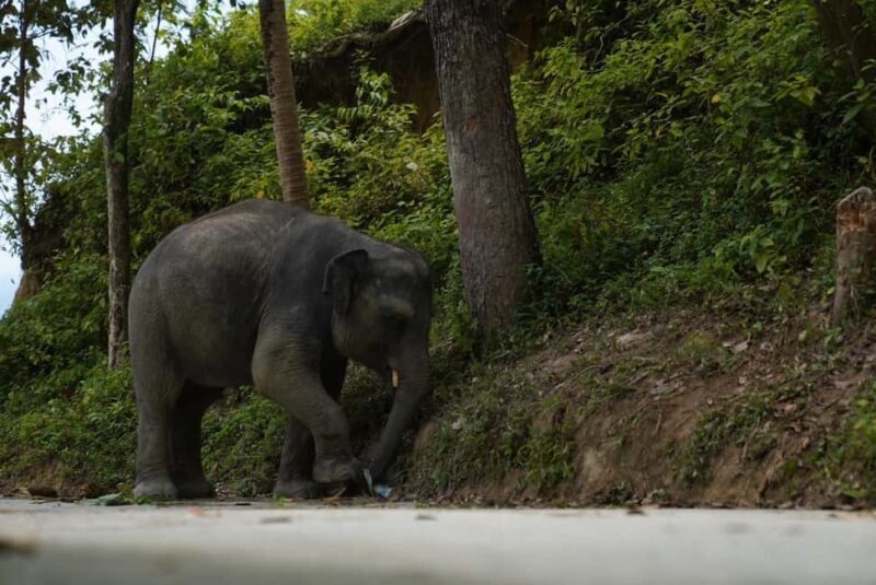 Phuket: Guide Tour to Patong Elephant Sanctuary - Key Points
