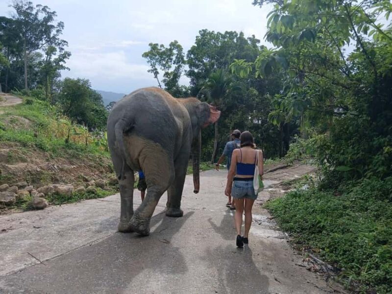 Phuket: Guided Tour to Elephant Sanctuary & Hotel Transfer - How the Experience Unfolds